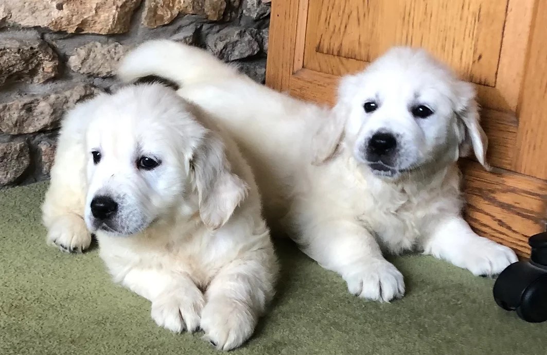 Ready Now 😊 gorgeous golden retriever puppies