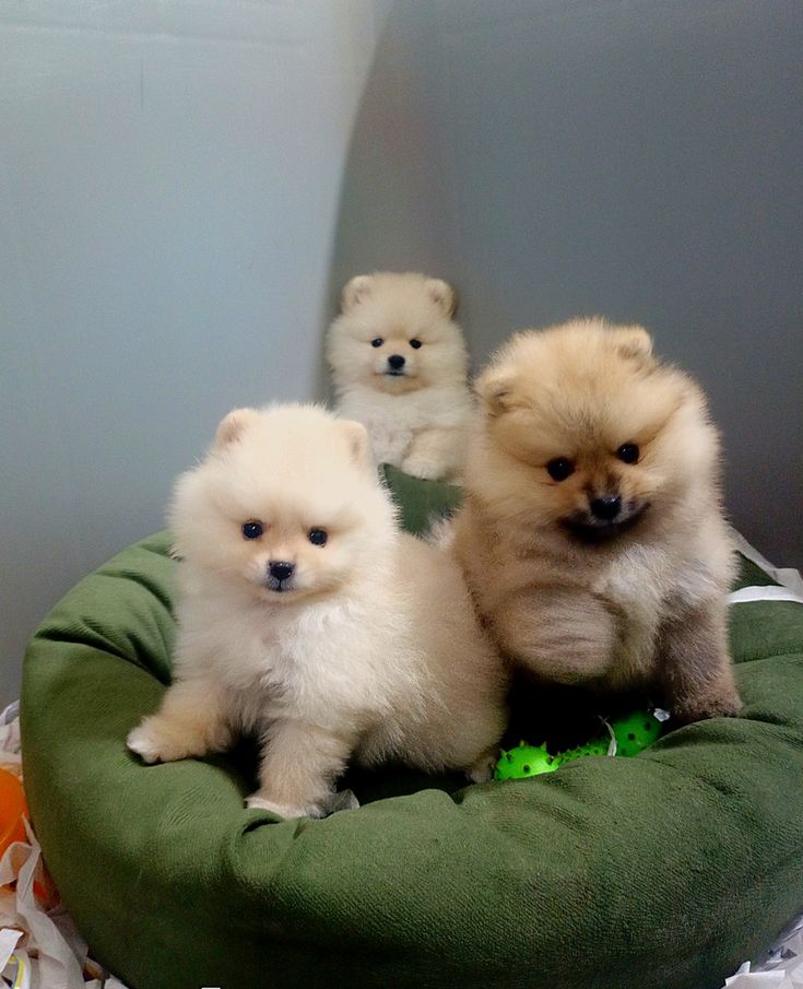 Pomeranian puppies ready for adoption